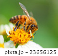 シロバナセンダンソウとみつばち 23656125