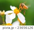 シロバナセンダンソウとみつばち 23656126