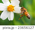 シロバナセンダンソウとみつばち 23656127