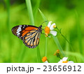 シロバナセンダンソウとチョウ 23656912