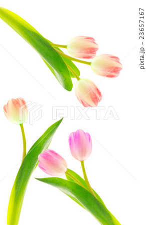 Collection of different tulips 23657167