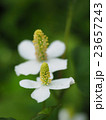 ドクダミの花 23657243