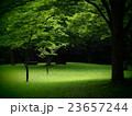 初夏の公園 23657244