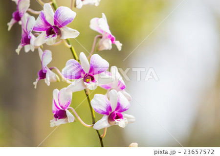 Beautiful flower dendrobium belchim orchid. 23657572