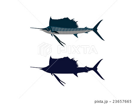 バショウカジキ（芭蕉カジキ） 23657665