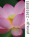 古代蓮 23658085