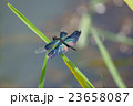 チョウトンボ 23658087
