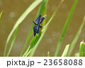 チョウトンボ 23658088