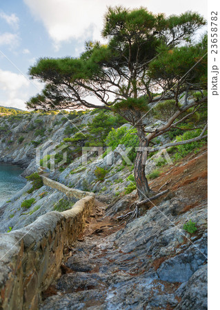 Crimean pine at Trail Golitsyn on the side of Koba 23658782
