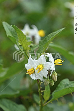 ワルナスビ（悪茄子） 23658878