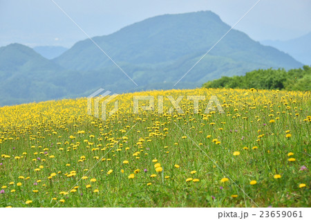 天童高原 天童高原 23659061