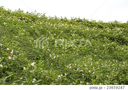 ワルナスビ(悪茄子) ワルナスビ(悪茄子) 23659287