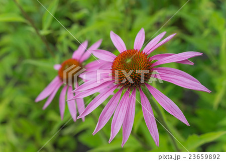 Two flowers of Echinacea Purpurea Two flowers of Echinacea Purpurea 23659892
