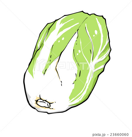 野菜　白菜 23660060