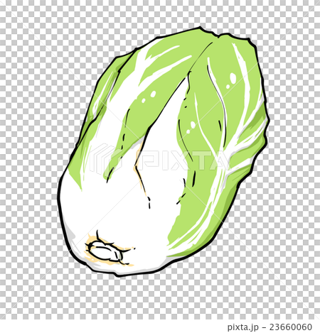 蔬菜白菜 23660060