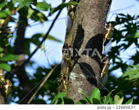 夏、真っ盛り、ミンミンゼミの集団、蝉しぐれが騒音(13) 夏、真っ盛り、ミンミンゼミの集団、蝉しぐれが騒音(13) 23660637