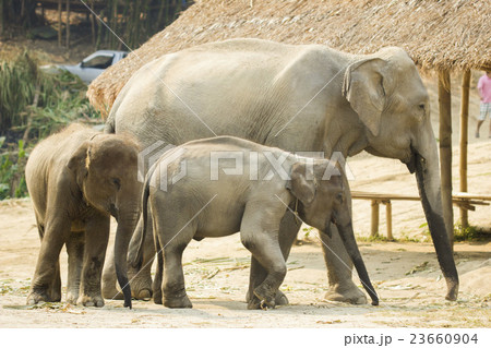 Asian mother elephant staying with her baby 23660904