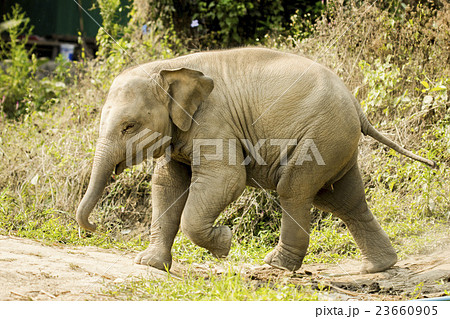Baby Asian elephant walking isolated in nature Baby Asian elephant walking isolated in nature 23660905