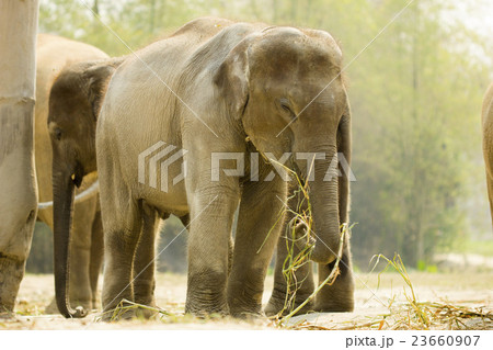 Baby Asian elephant Baby Asian elephant 23660907