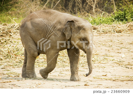 Baby Asian elephant walking isolated 23660909