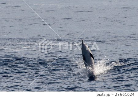 Dolphin while jumping in the deep blue sea Dolphin while jumping in the deep blue sea 23661024
