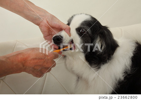 犬の歯磨き・口腔ケア 23662800