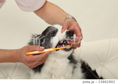 犬の歯磨き・口腔ケア 23662802