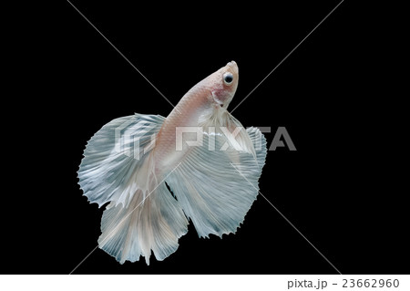 Moment of betta fish, siamese fighting fish 23662960