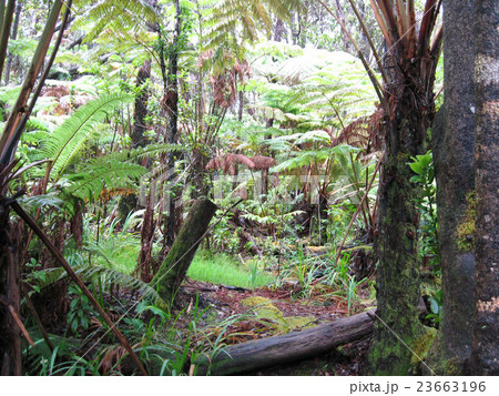倒木のあるハワイ島の密林の写真素材