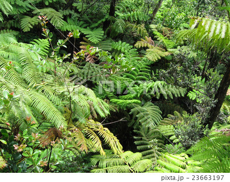 ハワイ島の密林を見下ろすの写真素材