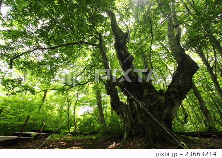 獅子ヶ鼻湿原・アガリコ大王201601 23663214