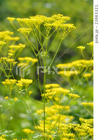 オミナエシ 23663321