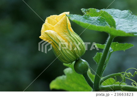 南瓜　カボチャの花は短命です。 23663823