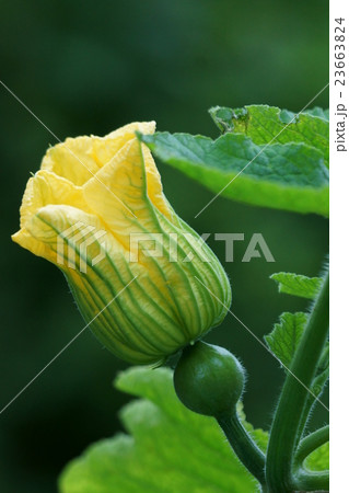 南瓜　カボチャの花は短命です。 23663824