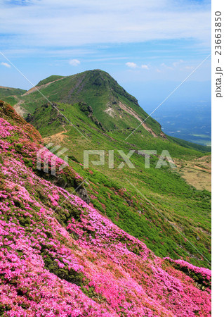 くじゅう連山 星生山斜面のミヤマキリシマと久住山 縦構図の写真素材