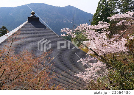 京都　春の鞍馬寺　転法輪堂 23664480