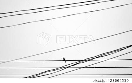 lonely bird on wire - monochrome style lonely bird on wire - monochrome style 23664550