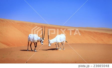 Arabian Oryx Arabian Oryx 23665048
