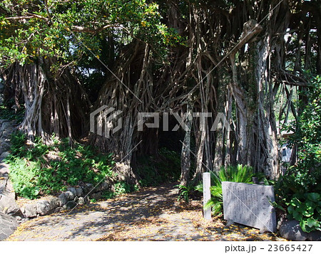 中間カジュマル 23665427