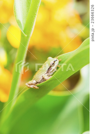 アマガエル アマガエル 23666326