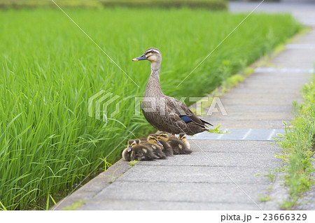 カルガモの親子 カルガモの親子 23666329
