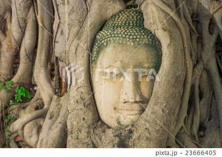 Buddha head looking off to the side embed in tree 23666405