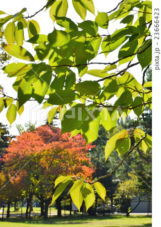 北海道　紅葉の季節 23666423