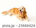 ゴールデンレトリバー 23666424