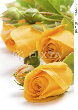 yellow flowers 23666667