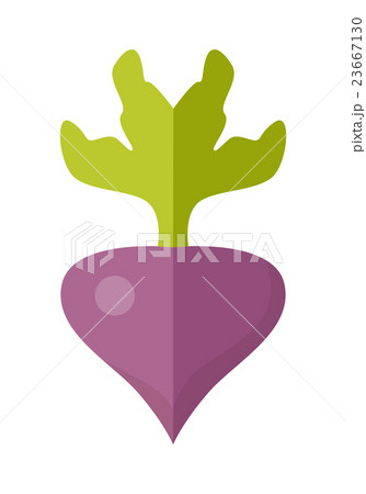 Beet Vector Illustration in Flat Style Design.   23667130