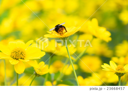 ヒメヒマワリ 23668457
