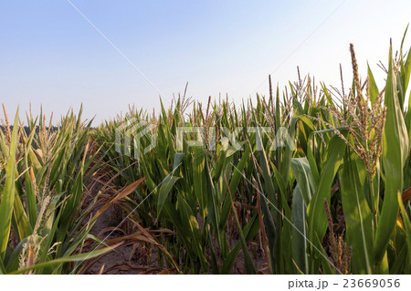 Green immature corn Green immature corn 23669056
