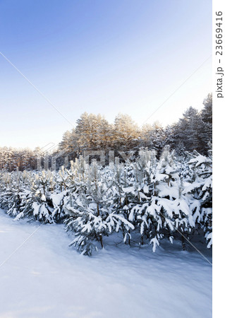 pine trees covered with snow pine trees covered with snow 23669416