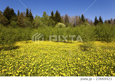 yellow dandelions , spring season yellow dandelions , spring season 23669421